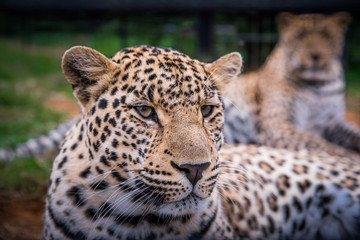 Wild cheetah couple. Portrait.
