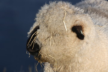 lonely cheap closeup