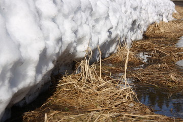 melting snow on the grass