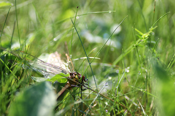 little grasshopper on grass