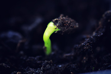 box with small sprout from seeds 
