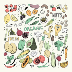 Organic Fruits and Vegetables Hand Drawn Doodles. Corn,Potato,Mushroom,Olives,Tomato,Garlic,Ginger,Eggplant,Peas,Broccoli,Fig,Pear,Berries,Apricot,Papaya,Garlic,Beet,Carrot,Citrus,Lemon,Hot Pepper