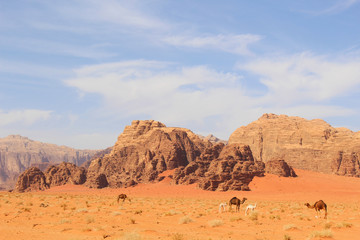 Fototapeta na wymiar Camels in Wadi Rum desert Jordan