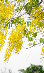 Golden shower flower tree, Cassia fistula in summer