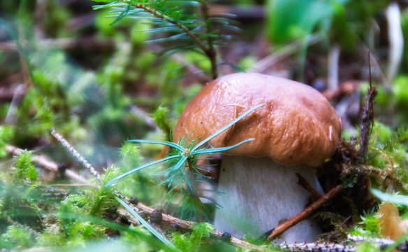 Boletus Mushroom, Dolomites