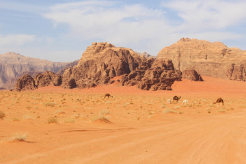 Fototapeta na wymiar Camels in Wadi Rum desert Jordan