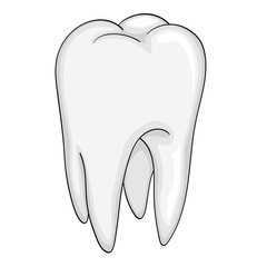 human tooth isolated object on white background.