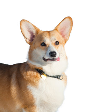 Welsh corgy pembroke