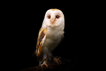 Barn Owl on black background