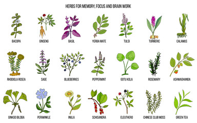 Best medicinal herbs for memory, focus and brain work - obrazy, fototapety, plakaty