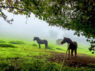 chevaux dans la brume