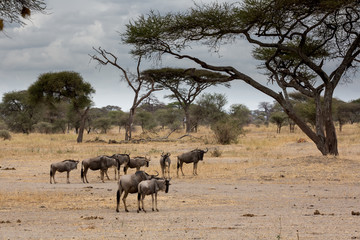 Fototapeta na wymiar Gnuherde - Savanne - Afrika