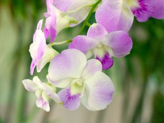 Orchids close up