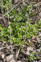 Young stinging green nettles in dry leaves.
