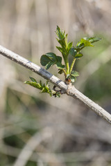 Young green petals of black eyelid.