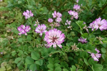 Obraz premium なでしこ