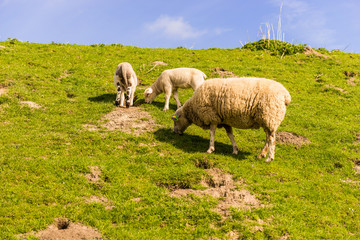 Schafe auf dem Deich