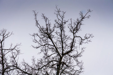 Leafless branches of park winter trees