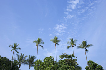 Coconut palm tree with blue sky