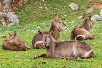 The waterbuck (Kobus ellipsiprymnus) is a large antelope found widely in sub-Saharan Africa.