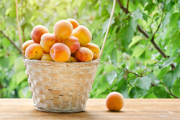 Full basket of apricots in the garden. Greenery on a background. Sunlight