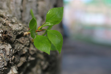 new leaf on tree
