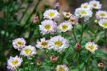 White chrysanthemum in the garden