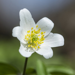 Fototapeta na wymiar Detail of anemus flower blossom.