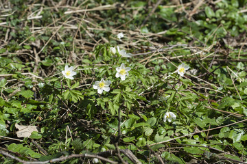 Flower of anemone.
