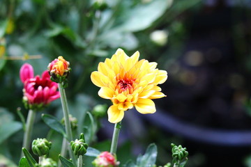 Yellow chrysanthemum