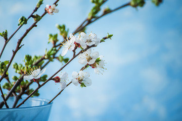 The branches of the flowering fruit tree are apricots in a vase on a gentle blue background.
