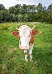 Very funny cow with big muzzle staring straight into camera close up. Farm animals. Funny cute red and white spotted cow on the field with bright green grass.