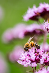 Biene auf einer Distel