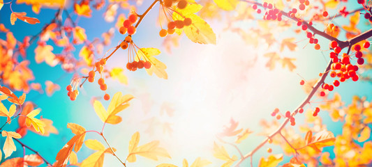 Beautiful bright autumn nature panoramic background with golden yellow leaves and orange autumn berries glows  in the sun on a background of blue and turquoise sky close-up, free copy cpace.