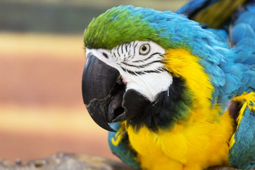 Ara colorful parrot looking at the viewer.