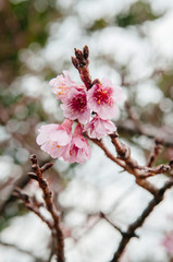 full bloom Sakura or cherry blossom branch on nature background