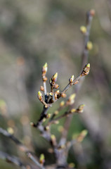 A branch of black currant with buds in early spring.