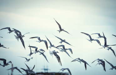 The crowd of seagulls flying in the wind on the beach in the morning.
