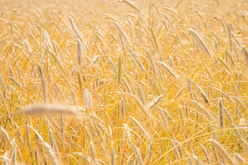 Gold wheat field