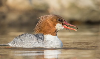 nurogęś z rybą © dejuna