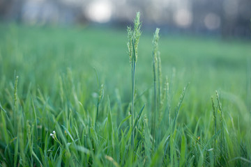 Background image with luscious green grass on a sunny day.