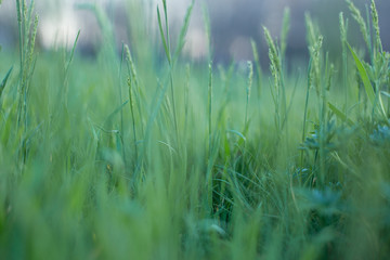 Obraz na płótnie Canvas juicy green grass on a sunny day