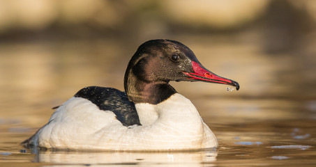 samiec nurogęsi © dejuna