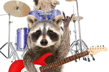 Portrait of a funny raccoon with electric guitar, showing a rock gesture, on a background of a drummer cat © sonsedskaya