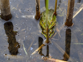 Frog couple looking at you from water