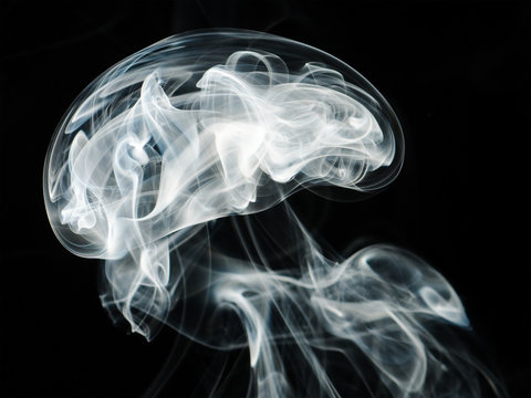 fumo forma cervello
