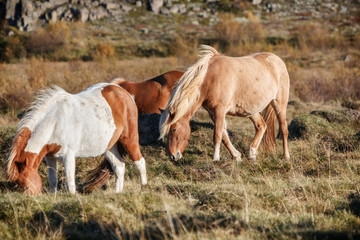 Obraz na płótnie Canvas Islands reine Pferde, wunderschöne Island Pferde, Ponys_003