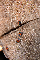 Black and red Firebug or Pyrrhocoris apterus, on a old tree trunk