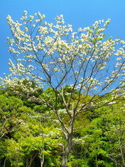 ハナミズキ咲く風景
