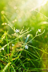 Green grass with water drops background, Close-up